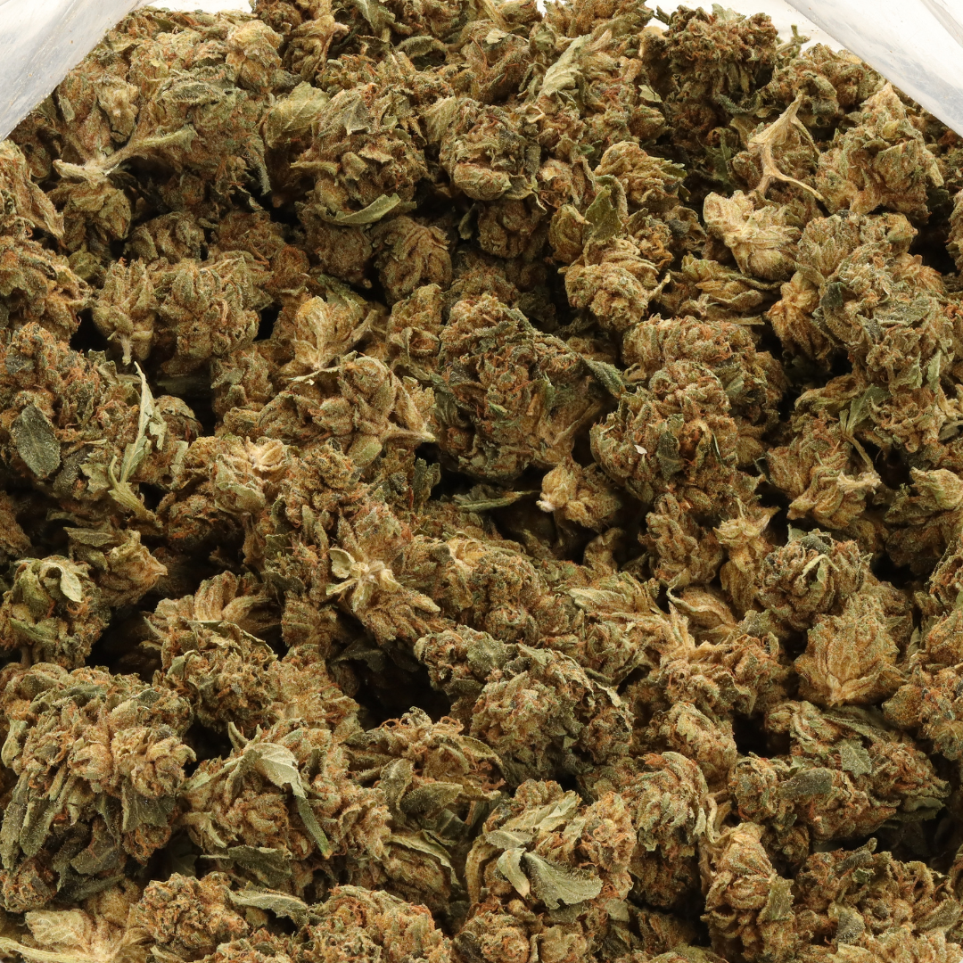 Great White - Image 2