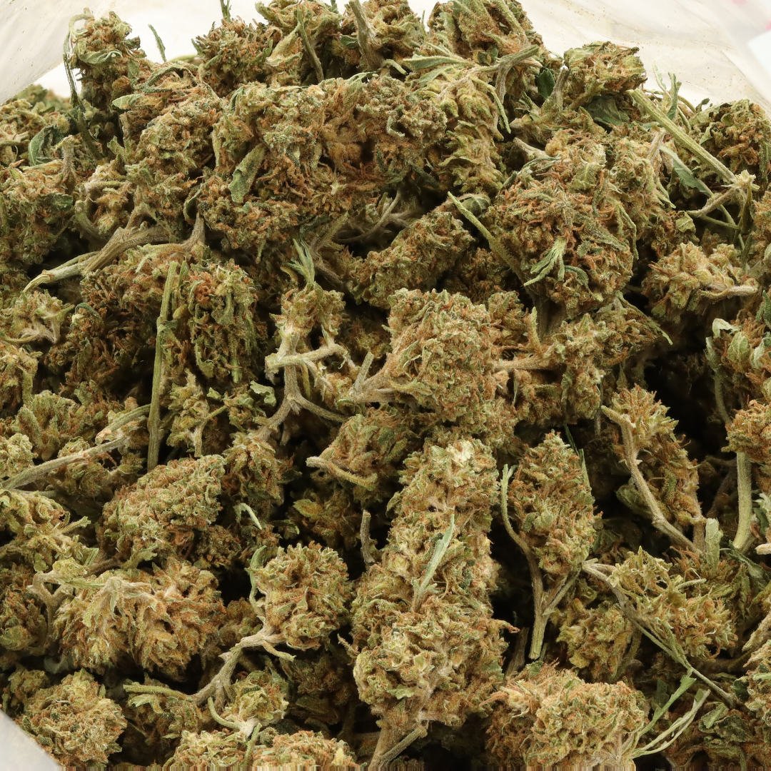 Afghan Skunk - Image 2