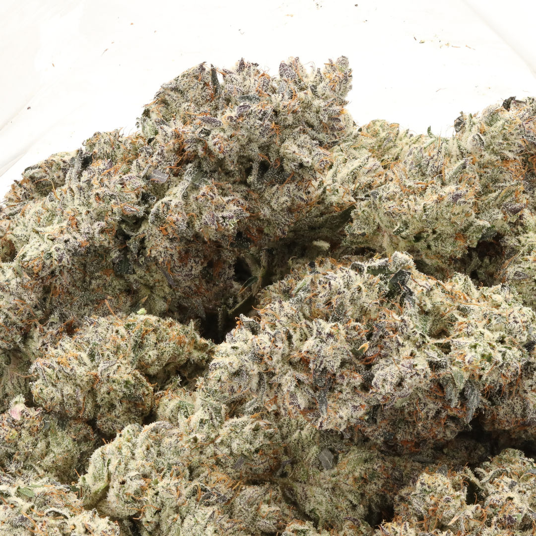 Blue Lobster - Image 2