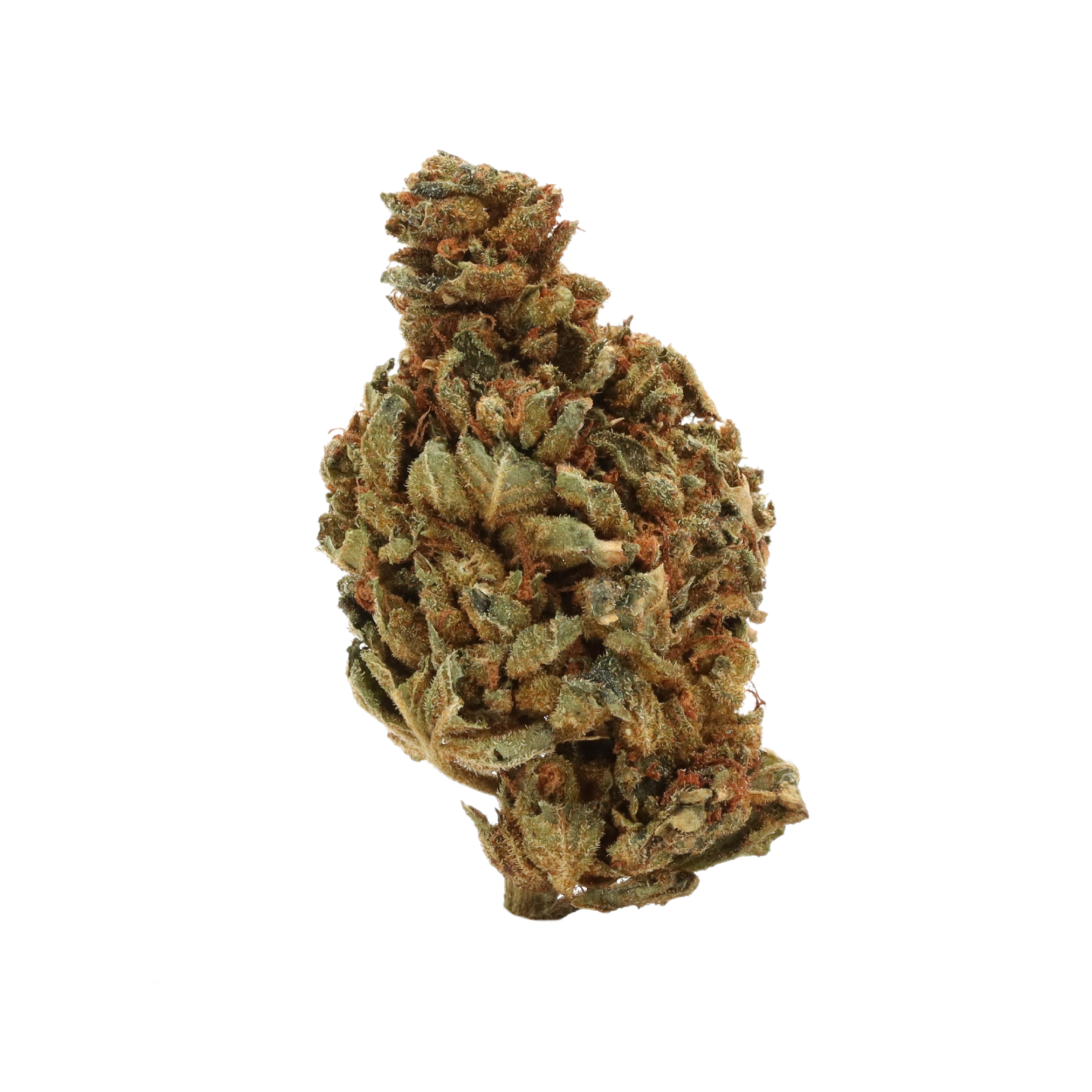 Island Skunk